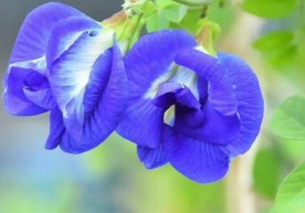 Ҳиндистоннинг турли ҳудудларида илгари оддий ўсадиган