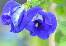 Ҳиндистоннинг турли ҳудудларида илгари оддий ўсадиган