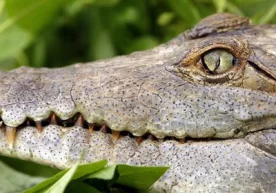 Малайзиянинг Сабах штатида тимсоҳга ем бўлган эркак жасади