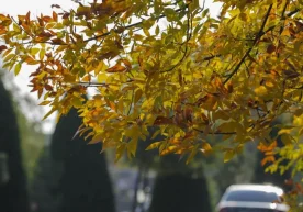 Қаттиқ континентал иқлим нима эканини айнан шу кунларда