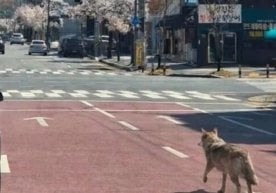 Жанубий Кореяда тарқалган ёлғон хабар катта шов-шув ва