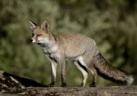 Қозоғистоннинг Манғистау вилоятида мактаб ўқувчиларига