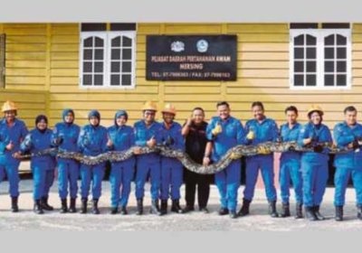 Малайзияда етти метрлик илон итни ютди-ю, балога қолди… фото