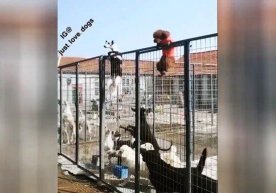Pitomnikdan qochayotgan itlarning videosi tarmoqlarda mashhurlikka erishdi (video) фото