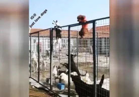 Тармоқларда икки итнинг питомникдан қочаётгани