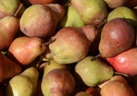 Нок – ёз ва куз фаслида энг кўп истеъмол қилинадиган