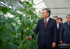 Президент мубораклик тадбиркорнинг антиқа тажрибаси билан танишди (фото) фото