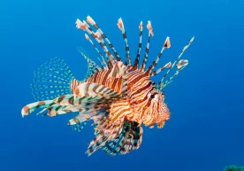 Австралиядаги Виктория музейи илмий-тадқиқот институти