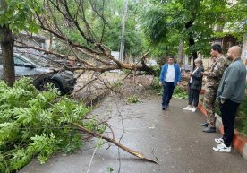 Toshkentda shamol sabab daraxt Tracker ustiga quladi фото