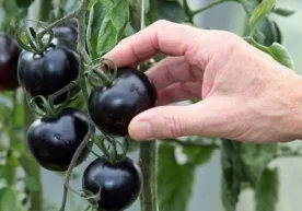 Isroilda jazirama issiq va qurg‘oqchilikka chiqamli pomidor navi sinovdan o‘tkazilyapti фото