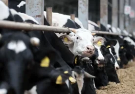 Қирғизистон Республикаси Ҳиндистондан айрим турдаги