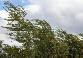 Тошкент шаҳрида кучли шамол кузатилиши мумкинлиги