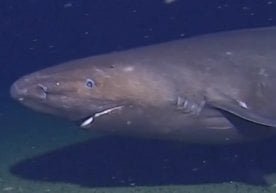 Австралиялик олимлар илк марта Антарктика атрофи сувларида