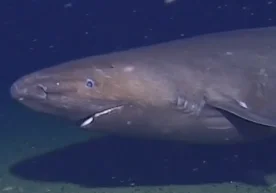 Австралиялик олимлар илк марта Антарктика атрофи сувларида