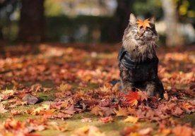 Ўзгидромет 26 ноябрь куни мамлакат бўйлаб кузатилиши