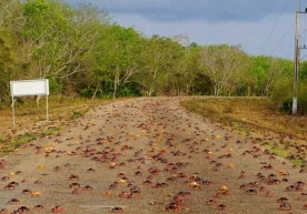 Кубада ҳар йил апрелда "қисқичбақалар мавсуми" –