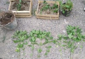 Xonadon tomida kannabis parvarishlayotgan shaxs qo‘lga olindi фото