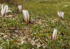 Ўзгидромет феврал ойининг сўнгги кунлари ҳамда 1 март учун