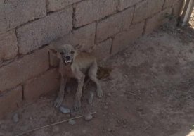 Қамашида қўй-қўзиларни бўғизлаган номаълум ҳайвон ўлдирилди (фото) фото