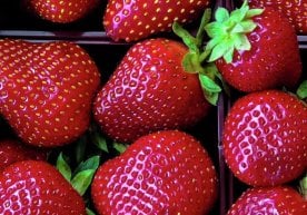 Ўзбекистонлик олимлар ёзнинг иссиқ кунларига бардошли