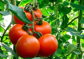 Одатий сабзавот сифатида қабул қилинадиган помидор аслида