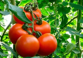 Odatiy sabzavot sifatida qabul qilinadigan pomidor aslida