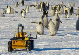 Foto: Live Science Echo laqabli sariq gibrid yo‘ltanlamas