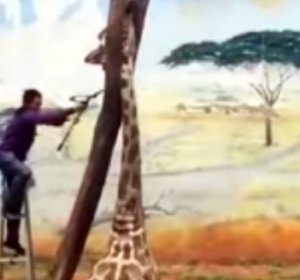 Ҳайвонот боғидаги жирафа бемаъни тасодиф сабабли нобуд бўлди (видео) фото