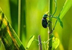 Марказий Осиёда биологик хилма-хиллик хавф остида эканлиги