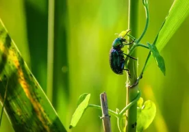 Марказий Осиёда биологик хилма-хиллик хавф остида эканлиги