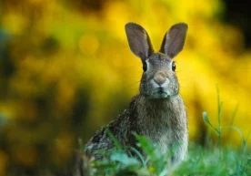 Фото: Pixabay Ҳазил куни Франция полицияси гиёҳванд