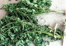 Qashqadaryoda tezkor xodimlar og‘ufurushlarni o‘z vaqtida qo‘lga oldi фото