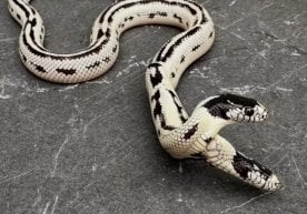 AQSHning Kaliforniya shtatida joylashgan East Bay Vivarium