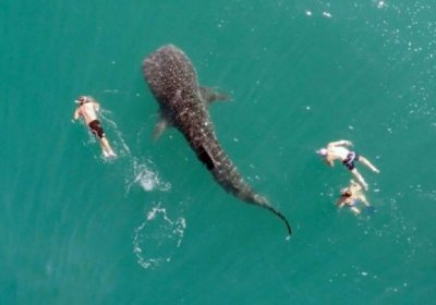 Сайёҳларнинг дунёдаги энг катта акула билан бирга сузиши видеога олинди фото