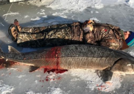 Amerikalik erkak 130 yoshli ulkan osetr balig‘ini ovladi (foto) фото