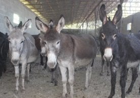 Individuals Engaged in the Slaughter and Sale of Donkey Meat Identified in Kattakurgan фото