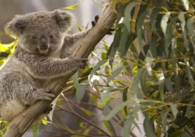 Инсон саломатлигини сақлаш ва кунлик чарчоқдан сўнг