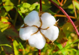 Тахминий ҳисобга кўра, ўзбек пахтаси таннархида умумий