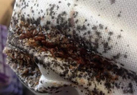 Фото: Google Images Ижтимоий тармоқларда Сирдарёдаги