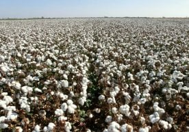 The Ministry of Agriculture reacted to reports circulating