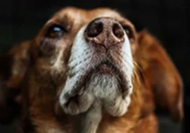 «Medical Detection Dogs» ташкилоти мутахассислари ўнлаб