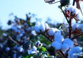 Ўтган ҳафтада интернетда Андижон вилояти, Қўрғонтепа