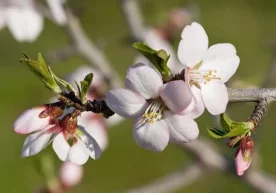 Наманганда Янги йилнинг илк кунларида бодом гуллади. Бу