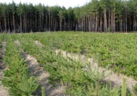 Yechim topildi: 1 trillion daraxt ekilsa, global issiqlik toʻxtaydi (foto) фото