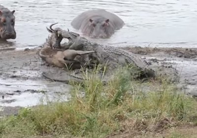 Бегемотлар антилопани тимсоҳлардан ишончли ҳимоя қилди (видео) фото