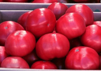 Россия компанияси Ўзбекистонда помидор етиштириб Японияга сотмоқчи фото