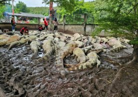 Tailandda fermer devor qulashi xavfi sabab 100 dan ortiq timsohini o‘ldirishga majbur bo‘ldi фото