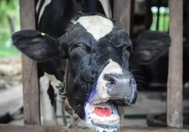 Международные СМИ сообщают об обнаружении в Китае нового