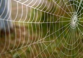 Олимлар ўргимчак ипакининг фавқулодда мустаҳкамлиги