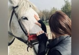 Ўзбекистонда отлар сони 278,3 мингга етди фото